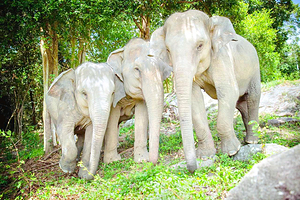 苏梅岛大象庇护所