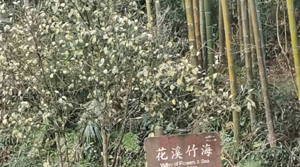 花溪竹海第 1 张图片