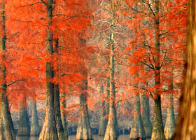 池杉湖国家湿地公园