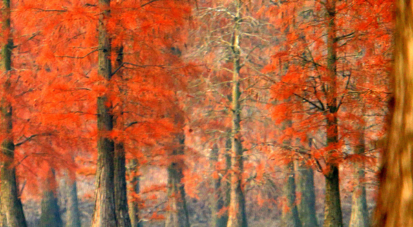 池杉湖国家湿地公园