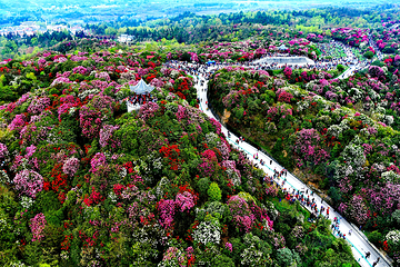 百里杜鹃风景区第 15 张图片