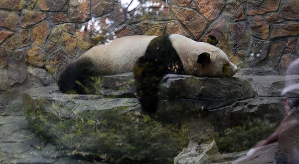 红山森林动物园-熊猫馆