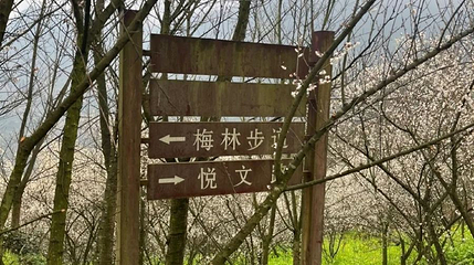 梅林花谷第 1 张图片