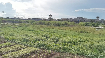 沙坡郊野湿地公园