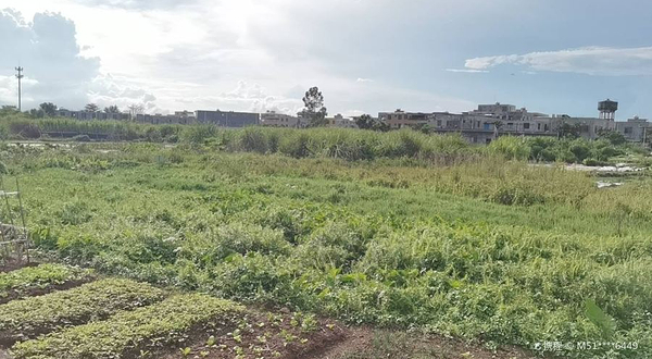 沙坡郊野湿地公园