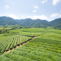 杭州龙坞茶村