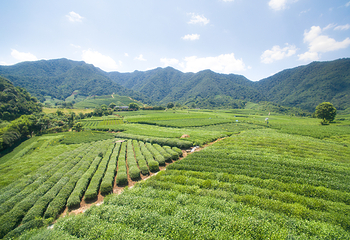 杭州龙坞茶村第 1 张图片