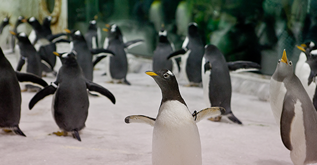 圣亚极地世界(鲸MALL店)