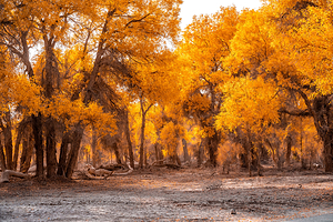 塔里木胡杨林公园