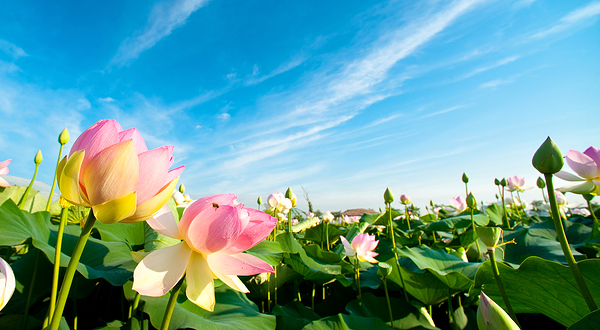 十里荷廊风景区