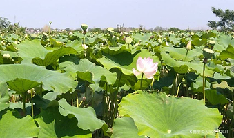 福田莲海观光园
