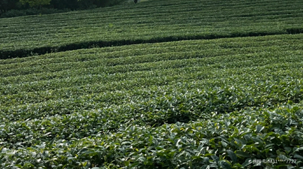 大明山茶场第 3 张图片