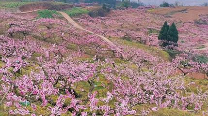 龙泉桃花沟第 2 张图片