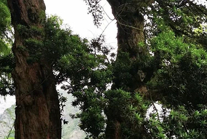 乐清黄坦硐古村落-罗汉松