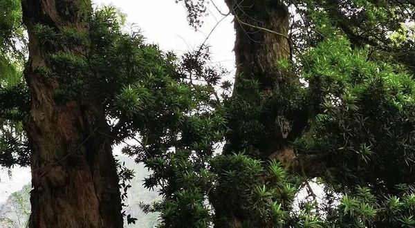 乐清黄坦硐古村落-罗汉松