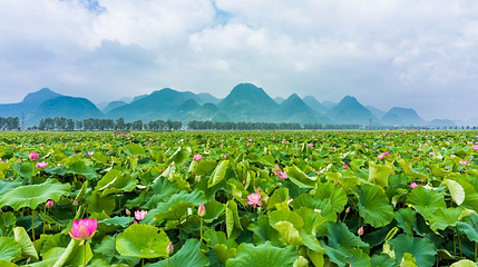 普者黑花海基地第 1 张图片