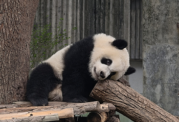 成都大熊猫繁育研究基地第 709 张图片