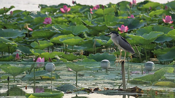 淮阳龙湖风景区