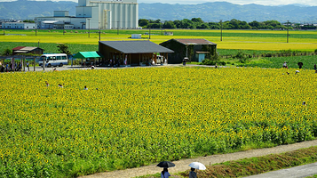 Yanagawa Sunflower Park