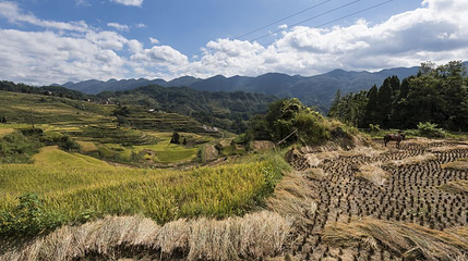 酉阳花田梯田景区第 1 张图片