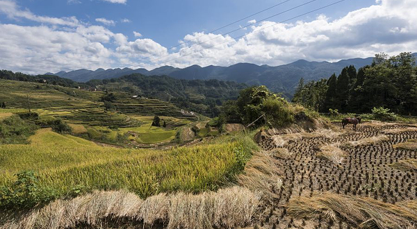 酉阳花田梯田景区