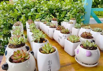 花田厝鲜花艺术小镇第 19 张图片