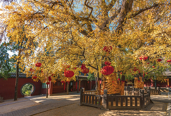 嵩阳景区第 17 张图片