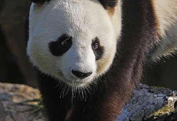佛坪熊猫谷旅游区第 31 张图片