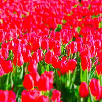 凯光新天地旅游度假区