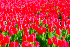 凯光新天地旅游度假区