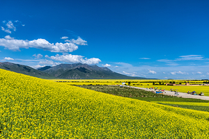 门源百里油菜花海