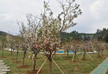花为你开欢乐世界第 23 张图片