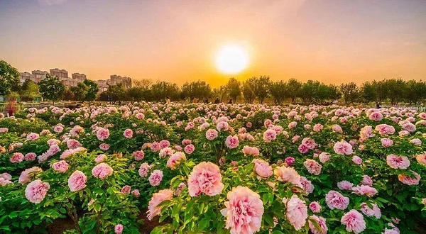 四季牡丹园