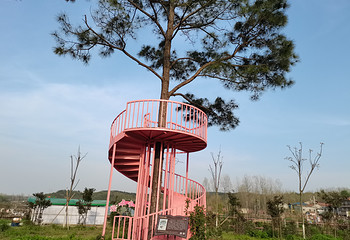 月季花海第 7 张图片