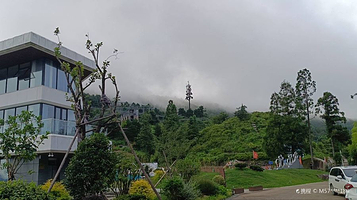 金华市浙中杜鹃谷