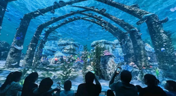 猫咪博物馆(唐山吾悦广场店)