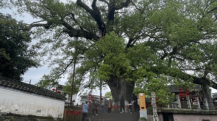 千年古樟树第 1 张图片