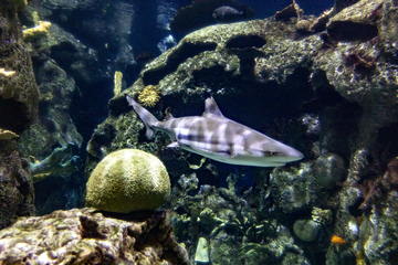 曼德勒湾鲨鱼礁水族馆第 3 张图片