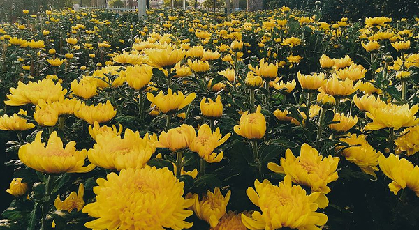 万紫千红植物园