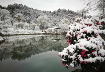川西红枫岭第 64 张图片