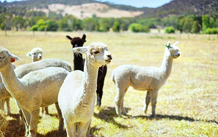 萌小萌漫游仙境