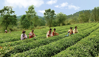 花乡茶谷旅游景区第 41 张图片