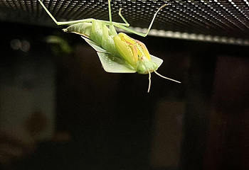 深圳活体昆虫博物馆第 9 张图片