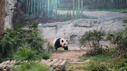熊猫馆第 5 张图片