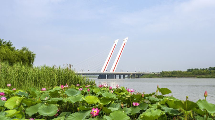 莲花公园第 1 张图片
