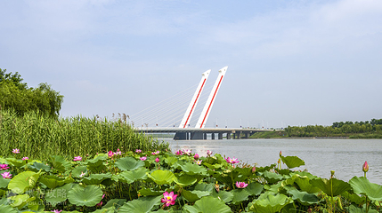 莲花公园第 4 张图片