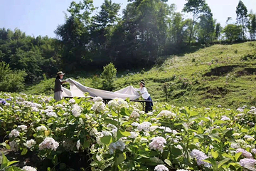 鹿野花塔第 10 张图片