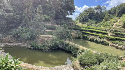 叫水坑原始森林第 1 张图片