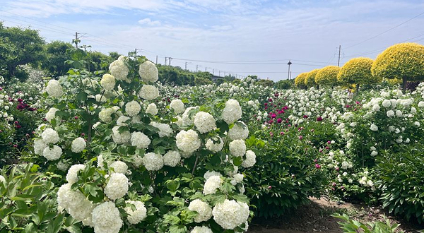 平度市牡丹园
