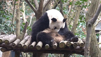 大熊猫14号兽舍